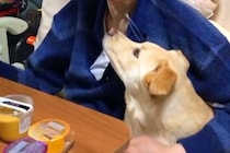 小さな頃から『おじいちゃんっ子』の犬→突然『おじいちゃんに会いたい』とワガママを言って…涙溢れる『最期の挨拶』が14万再生「わかってたんだ」