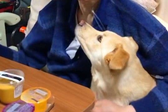 小さな頃から『おじいちゃんっ子』の犬→突然『おじいちゃんに会いたい』とワガママを言って…涙溢れる『最期の挨拶』が14万再生「わかってたんだ」