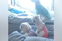 外出中、ふと『ペットカメラで愛犬4匹を覗いてみた』結果→あまりにも愛おしい『まさかの行動』に反響「可愛すぎるんですけど」「仲良しさん」