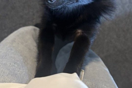 生まれて初めて『セミの鳴き声』を聞いた子犬→驚いてしまって…犬生一周目すぎる『迫真の表情』に3万いいね「知らないとビックリだよねw」
