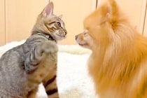 友達のように仲良く遊ぶ『犬と子猫ちゃん』→『そのまま仲良しかな』と思ったら、6年後…辛辣な現在が50万再生「切ない…」「マイペースｗ」