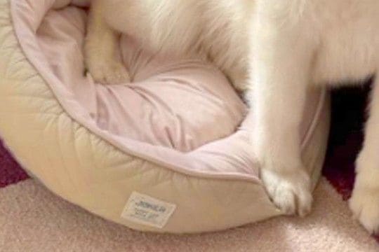 猫のために買った『小さなベッド』→なぜか大型犬が気に入って…サイズ感がバグっている『まさかの光景』が15万再生「爆笑w」「傾いてて草」