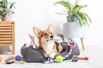 『元気すぎる犬種』3選　とにかく運動が大好きなワンコの特徴や満足させる遊ばせ方まで