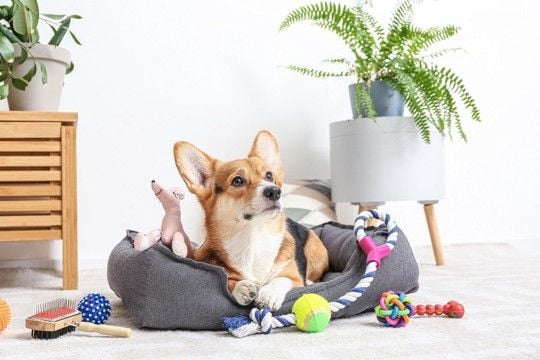 『元気すぎる犬種』3選 とにかく運動が大好きなワンコの特徴や満足させる遊ばせ方まで