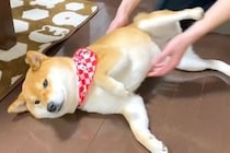 1ヶ月ぶりに帰ってきたお兄ちゃん→犬を抱っこしようとしたら、なぜかキックされ…『まさかの理由』に反響「面白すぎｗ」「食べ物の恨みは怖い」