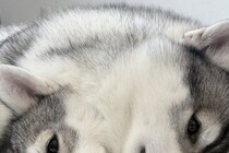 2匹のハスキー犬が『ぴったりくっつき過ぎた』結果→完全に一体化して…『衝撃的な光景』に13万いいね「境目がわからんｗｗ」「一瞬ビビった」
