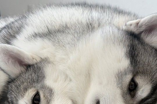2匹のハスキー犬が『ぴったりくっつき過ぎた』結果→完全に一体化して…『衝撃的な光景』に13万いいね「境目がわからんww」「一瞬ビビった」