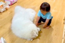 子どもが超至近距離で『大型犬においでと言った』結果→意思疎通が取れず…まさかの『シュール過ぎる光景』が255万再生「たまらん」「可愛い」