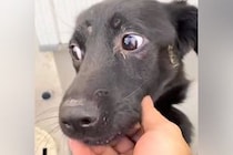 『ガリガリの犬』を保護→１年間、愛情を注いだ結果…同じ犬とは思えない『美しい変貌』に絶賛「素敵な人に出会えてよかった」「誇らしい顔」