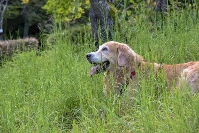 草むらで休む大型犬
