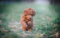 犬に危険な『ノギ』って何？愛犬が接触するとどうなるの？考えられるトラブルまで