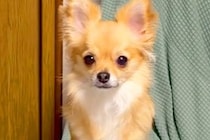 ふと『ソファーでくつろぐ犬』を見てみた結果→なぜか足が…思わず二度見する『まさかの姿勢』が33万再生「跳び箱で草」「ちょい内股ｗｗ」