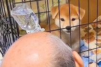 赤ちゃん犬を飼って3日目→父がずーっと見つめていて…『完全にダメになった光景』に42万いいね「気持ちわかる」「後ろ姿が…ｗ」現在の様子も