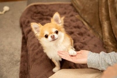 お手をするチワワ