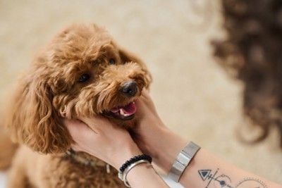 犬と話す