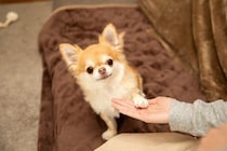 犬が反応しやすい『言葉』5選　意味を理解しているの？ワンコとの暮らしで使いたいワードとは