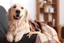 『エアコンの冷房が苦手な犬』の特徴５選　愛犬が快適に過ごすために飼い主がすべきことまで