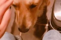 辛くて涙が止まらない女性→少し落ち着いたら、遠くでそっと見ていた『大型犬』が来て…あまりにも優しい光景が27万再生「心配してる」「感動」