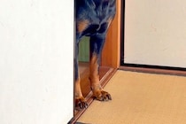 『和室に入ってはいけない』と教えられた犬→『ちゃんといるかな』と毎回確認しにきて…入室を許可したくなる光景が10万再生「しつこくて可愛い」