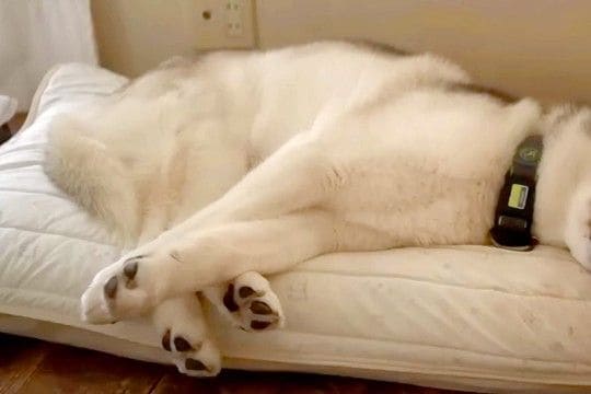 『今日は病院の日』と察した大型犬→文句を言いまくって…子どものように『抗議しまくる光景』が27万再生「こんなに話す?」「初めて見たw」