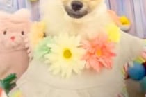トリミング後に撮影した犬→なぜか『被り物』を着せられていて…思った以上に『似合っている光景』が13万再生「爆笑ｗ」「まんざらでもなくて草」