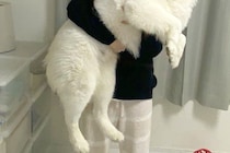 いつもパパに抱っこされる25キロの大型犬→ママが抱っこすると、ビックリして…感情が出過ぎている『表情』に1万いいね「ファ！？の顔ｗｗ」