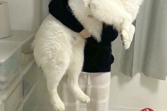 いつもパパに抱っこされる25キロの大型犬→ママが抱っこすると、ビックリして…感情が出過ぎている『表情』に1万いいね「ファ！？の顔ｗｗ」