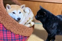 ハウスの中にいる犬に、猫が『僕も入れて』とお願いした結果→無視をしたかと思いきや…あまりにも尊い光景が131万再生「突然のデレｗ」「平和」