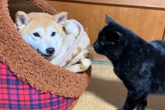 ハウスの中にいる犬に、猫が『僕も入れて』とお願いした結果→無視をしたかと思いきや…あまりにも尊い光景が131万再生「突然のデレｗ」「平和」