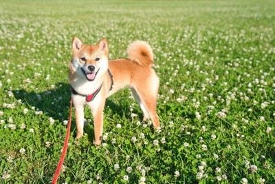 散歩、柴犬