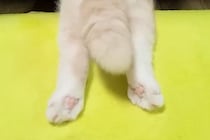 ハスキー犬が『ぬいぐるみを可愛がった』結果→大好きな猫がヤキモチを妬いて…想像以上の『拗ね方』が21万再生「可愛すぎるｗ」「ほっこりした」