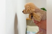 『賢い犬は壁に手をつく』と聞いたので、愛犬で試した結果→思わず笑ってしまう光景が107万再生「可愛すぎるｗ」「すべてを受け入れてるの草」