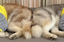 眠っているハスキー犬2匹を撮影した結果→おしりをぴったりくっつけて…まさかの『美しすぎる一枚』に1万いいね「可愛い」「完璧なシンメトリー」