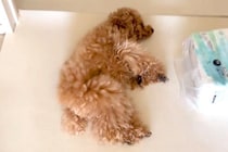 毎日『犬のお腹を撫ですぎた』結果→近づいただけで…まさかの『横柄な態度』が58万再生「人検知センサーで草」「撫でさせてあげてるみたいなｗ」