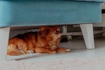 犬が『不安です』と思っていること4選　心配性のワンコがみせるサインや安心させる方法まで