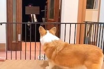 『東京で就職した息子』が久々に帰省→『犬と猫に忘れられてるかも』と心配してたら…尊すぎる『再会の瞬間』が52万再生「幸せ者」「相思相愛」