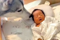 赤ちゃんが生まれる前から近くにいた大型犬→誕生後も一緒に育って…愛おしすぎる『1年間の成長記録』が21万再生「素晴らしき兄弟愛」「最高」