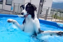 プールを見つけて大興奮する犬→『上手に泳げるかな』と思ったら…もはや犬とは思えない『衝撃的な泳ぎ方』が15万再生「バタフライｗｗ」と爆笑
