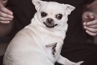 触ろうとすると怒る犬