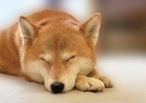 犬が寝ているときの『絶対NG行為』5選 飼い主からの睡眠妨害による悪影響とは?
