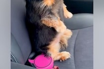 車の助手席に乗っている犬→運転席を見て『出発しないんですか？』と…あまりにも人間すぎる『二度見』に反響「世界一かわいい」「眼差しがｗ」