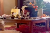 急に部屋を飛び出した犬→ついて行くと、なぜか『亡くなったおじいちゃんの祭壇の前』にいて…まさかの光景が182万再生「わかるんだ」「泣いた」