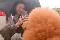 京都に来た『アニメのような犬2匹』→外国人が声をかけてきて…『オーマイゴージャス！』最高の反応が53万再生「爆笑」「日本人との差がｗｗ」