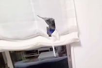 カーテンがビリビリに破れていたので『猫を叱った』結果→2匹の犬がやってきて…『まさかの行動』が37万再生「いつでも味方」「怒れないｗ」