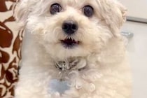 スマホで犬を撮影していたら、落としそうになってしまい…次の瞬間→まさかの『人間のような光景』に3万いいね「シゴデキ犬」「動体視力すごい」
