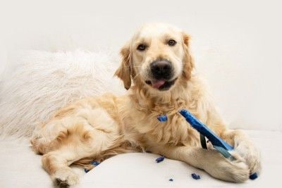 留守中にサンダルをかじる犬