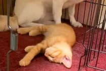 子猫に自分のお部屋を取られてしまった犬→『私の場所なのに』と戸惑って…なんとも言えない『表情』が11万再生「目で訴えてて草」「顔ｗｗ」