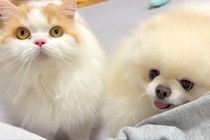 犬と猫に『久しぶりに一緒に寝よう』と誘った結果→きょとんとしてしまい…気付いた瞬間の反応が愛おしいと反響「みんな幸せそう」「私も寝たい」