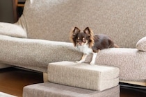 犬が骨折してしまう『高さ』とは？事故を防ぐために飼い主がすべきことまで