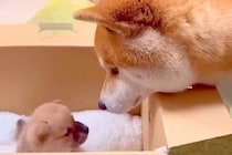 赤ちゃん犬の名前を『先住犬に選んでもらった』結果→『ちゃんと決めれるかな』と思ったら…衝撃の光景が1232万再生「賢すぎる」現在の様子も
